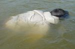RESCUES, CASUALTY, UNCONSCIOUS, FLOATING
Unconscious casualties need detailed attention after you get everybody out 13